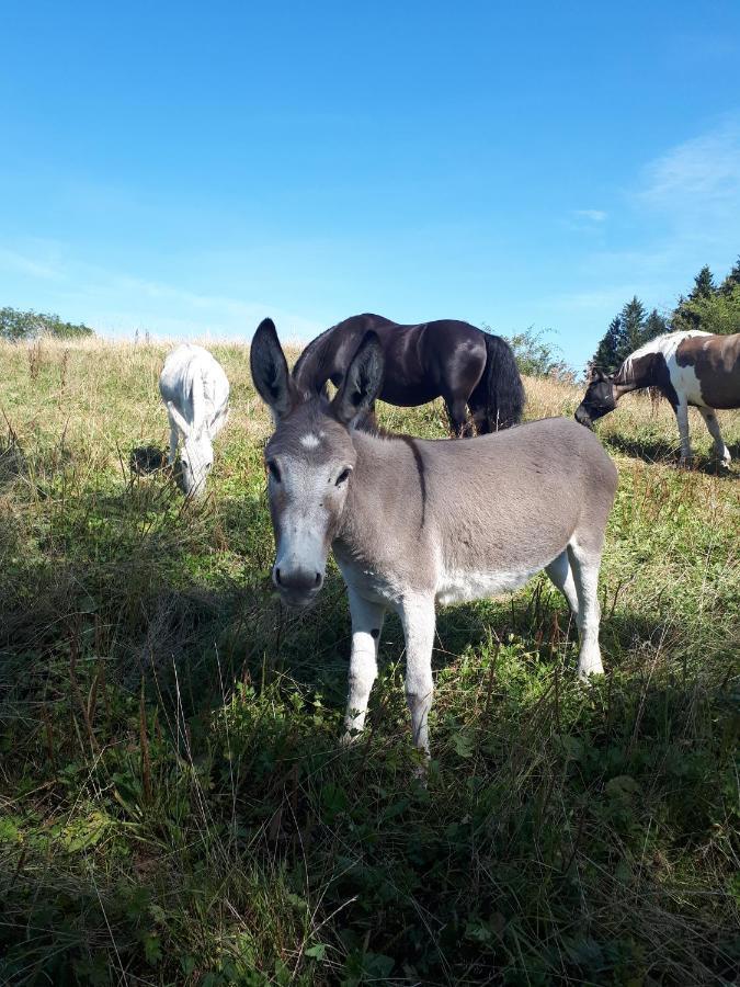 Ferienhof Allgaeumax Füssen Екстериор снимка